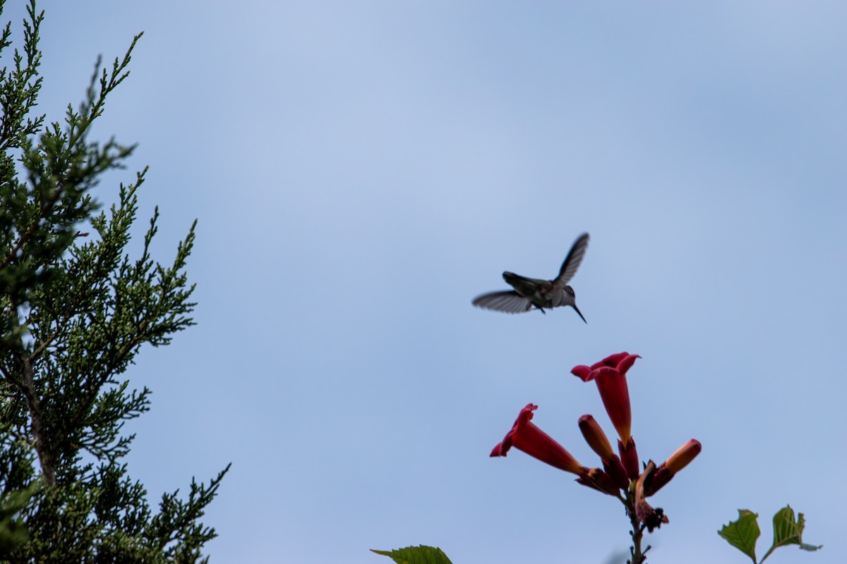 Ruby-throated Hummingbird - ML641151121
