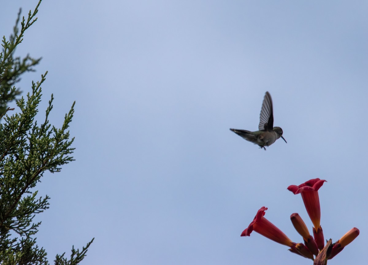 Ruby-throated Hummingbird - ML641151122