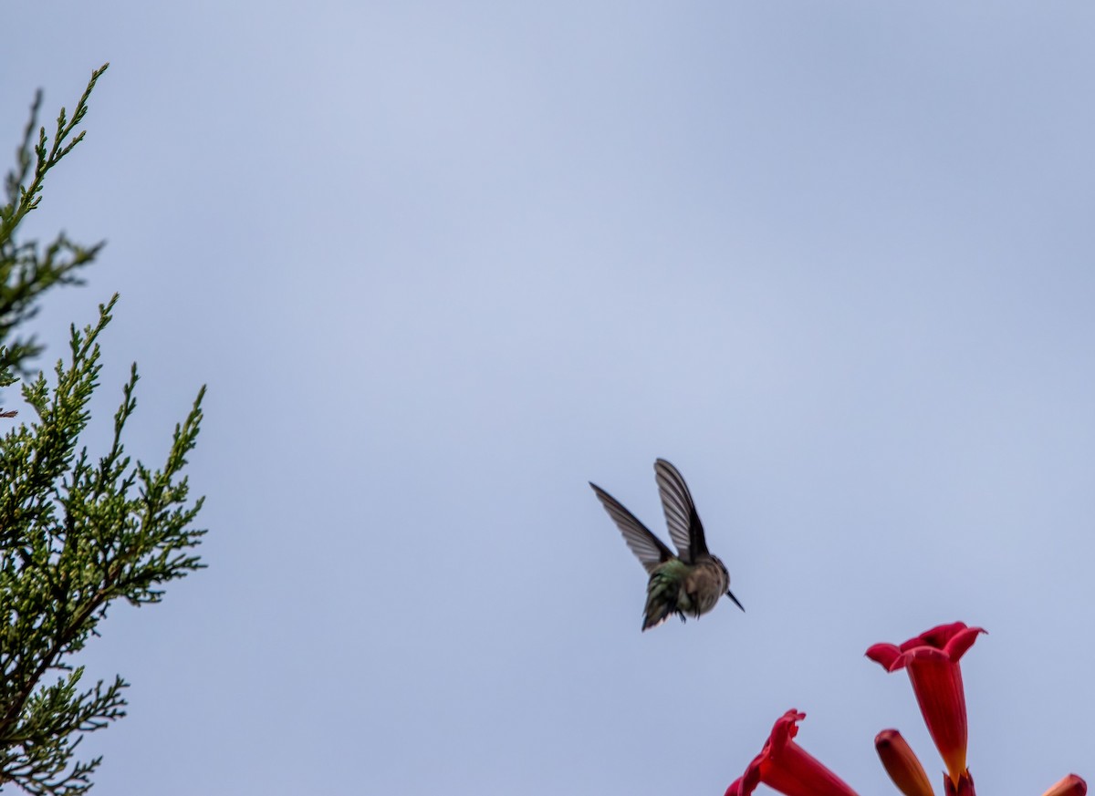 Ruby-throated Hummingbird - ML641151125