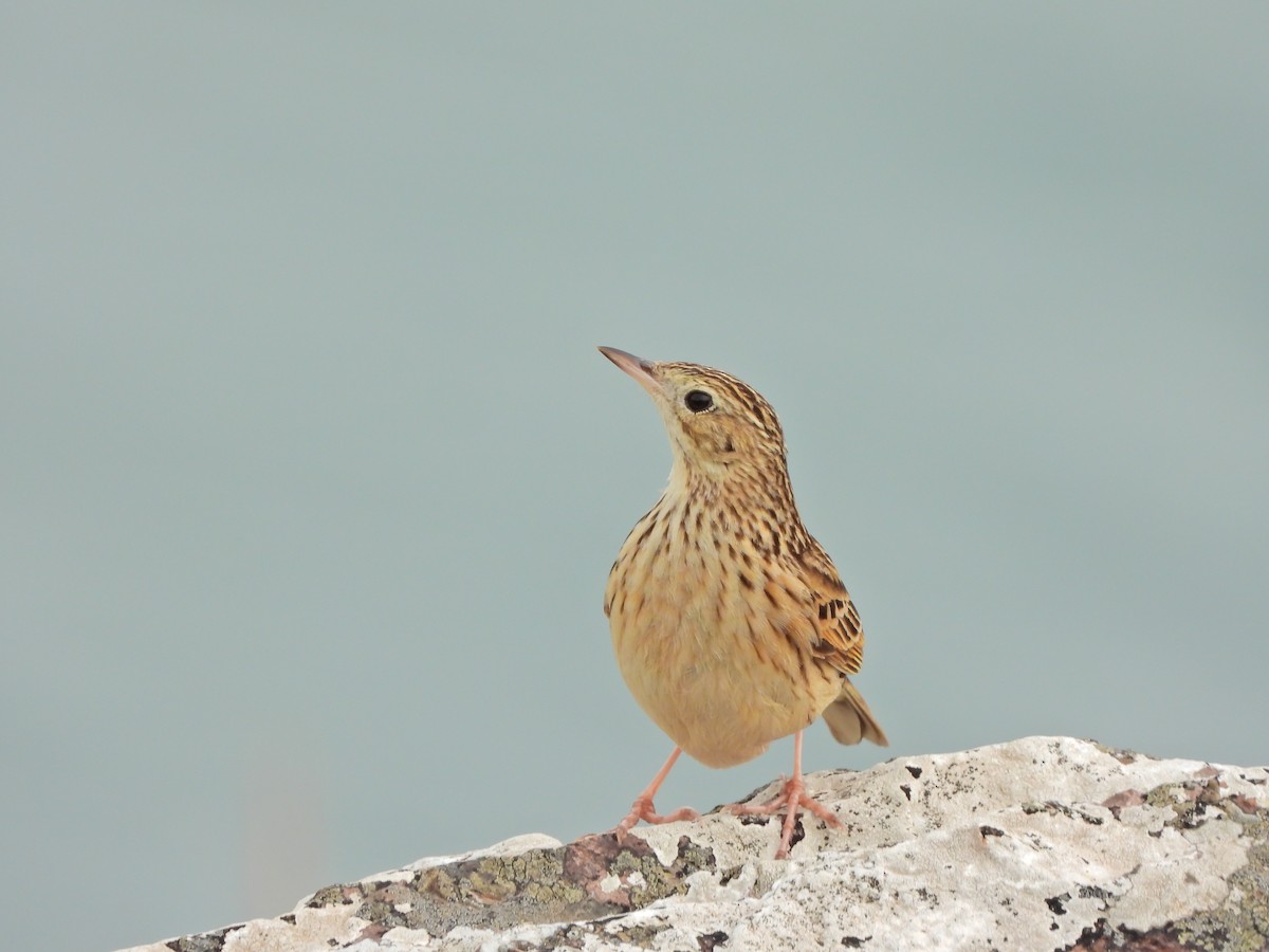 Pipit de Hellmayr - ML641151127