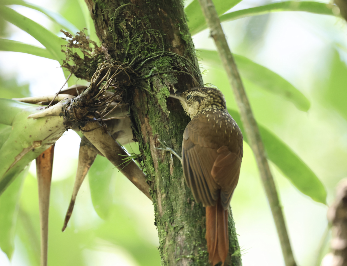 Lesser Woodcreeper - ML641151141