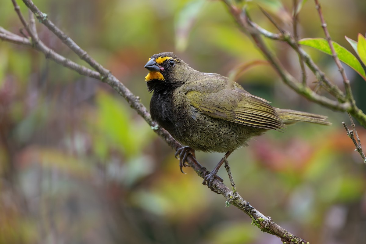 Yellow-faced Grassquit - ML641151142
