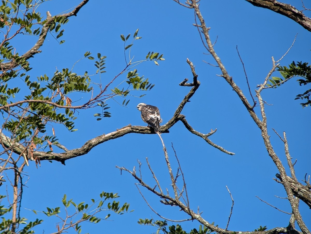 Mississippi Kite - ML641151146