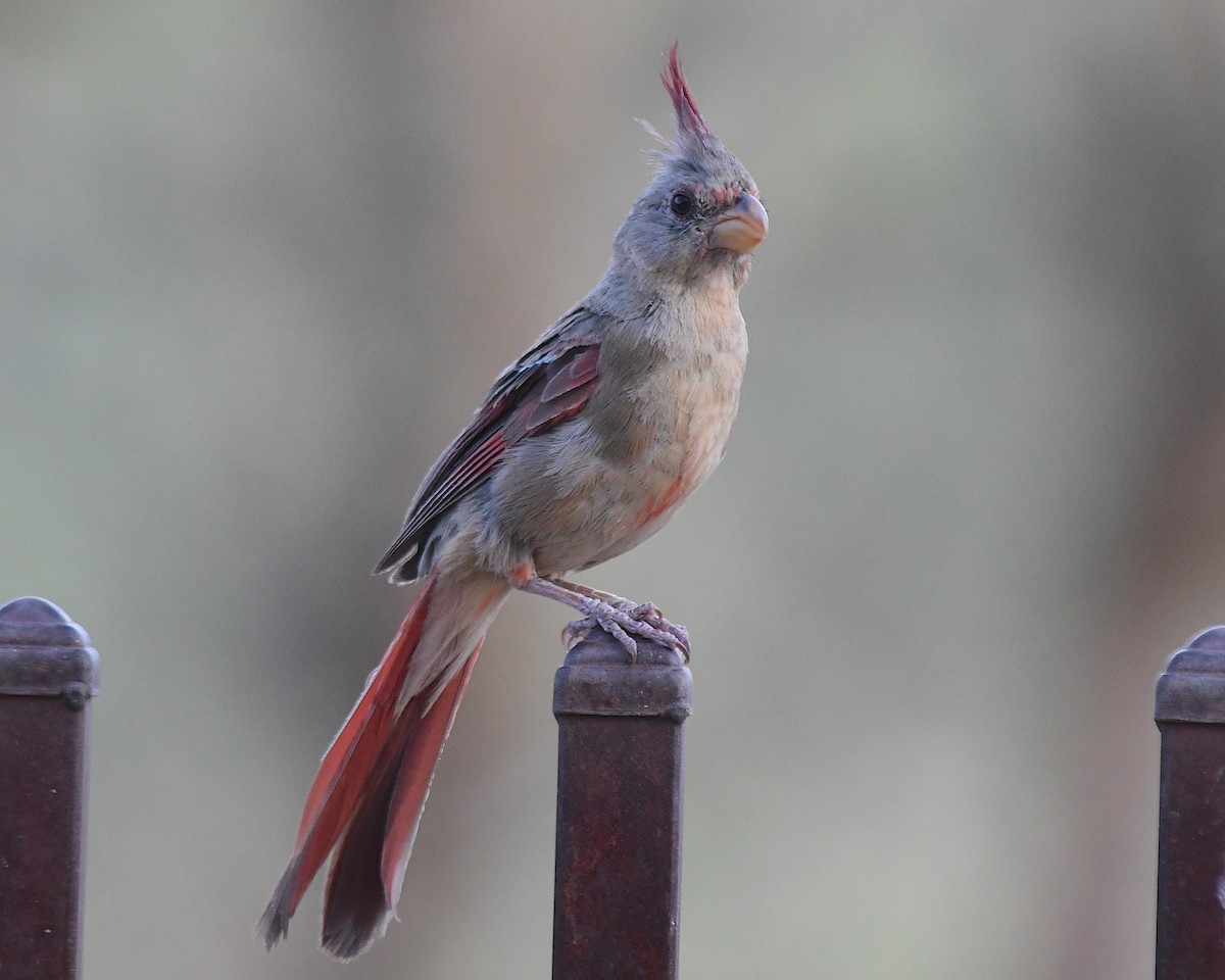 Pyrrhuloxia - ML641151148