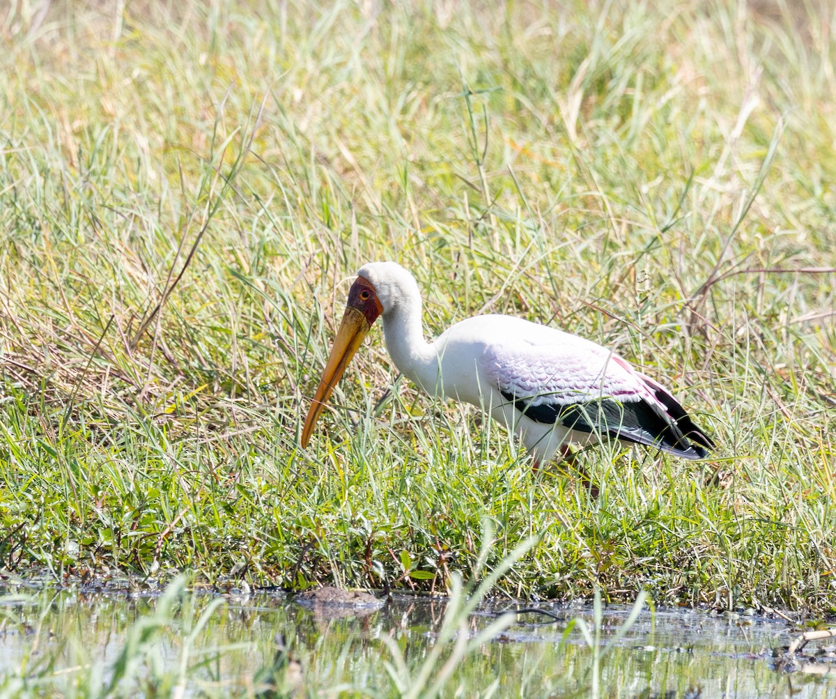 Yellow-billed Stork - ML641151156