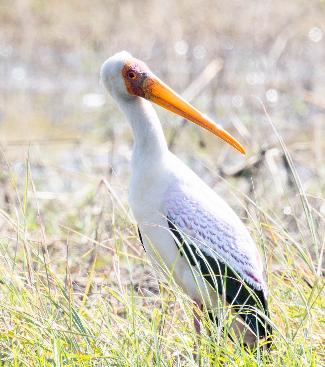 Yellow-billed Stork - ML641151157