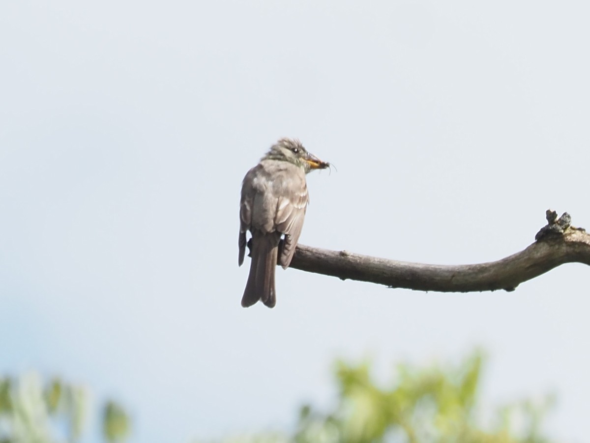 tyranovec východní - ML641151159