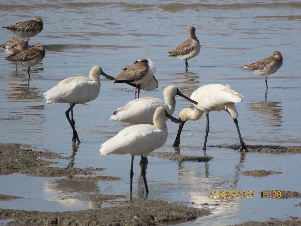 Royal Spoonbill - ML641151173
