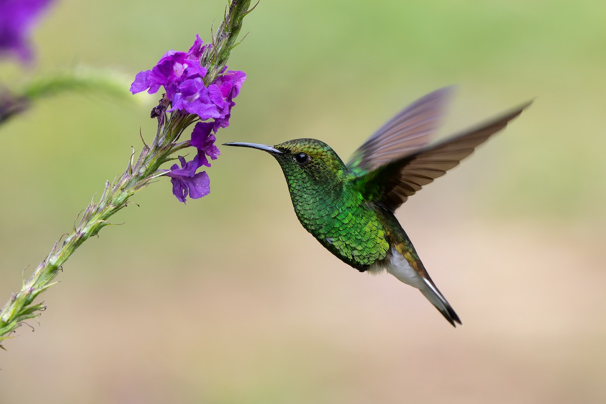 Coppery-headed Emerald - ML641151176