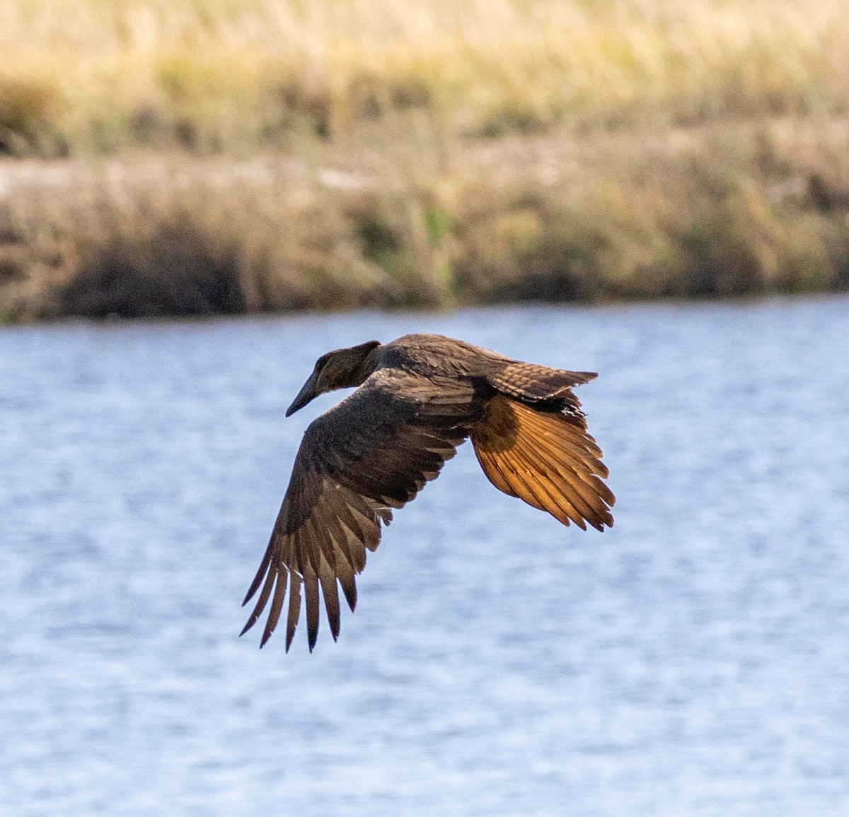 Hamerkop - ML641151189