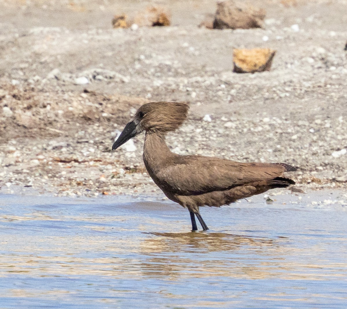 Hamerkop - ML641151190