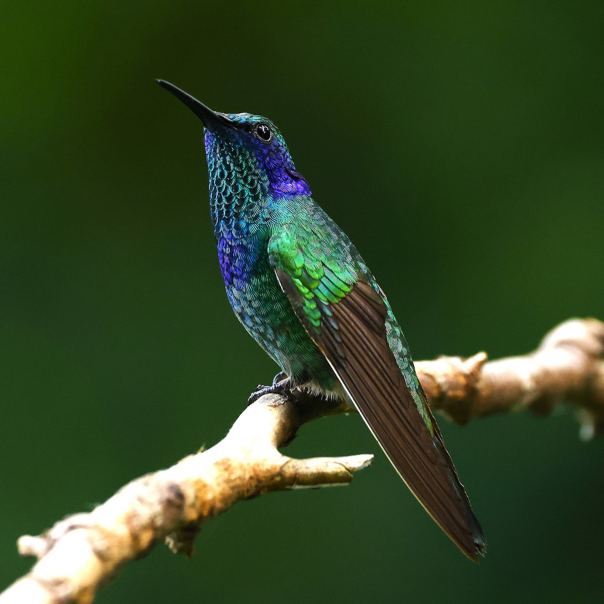 Colibri thalassin - ML641151248