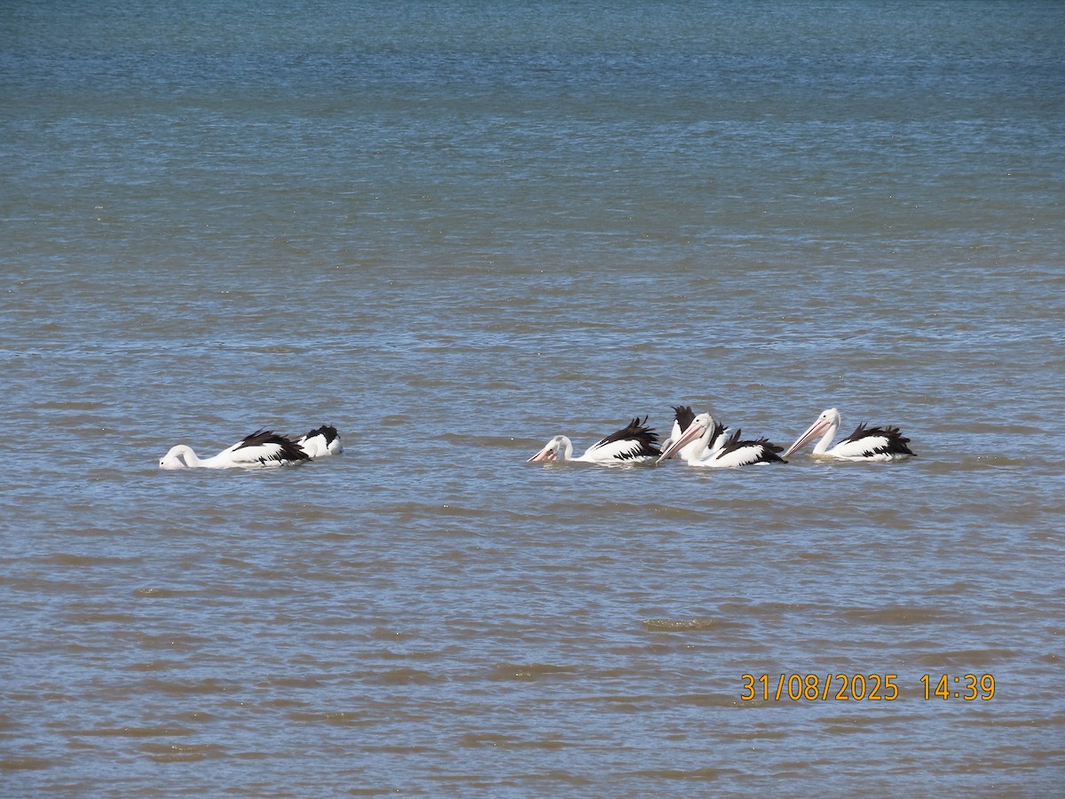 Australian Pelican - ML641151258