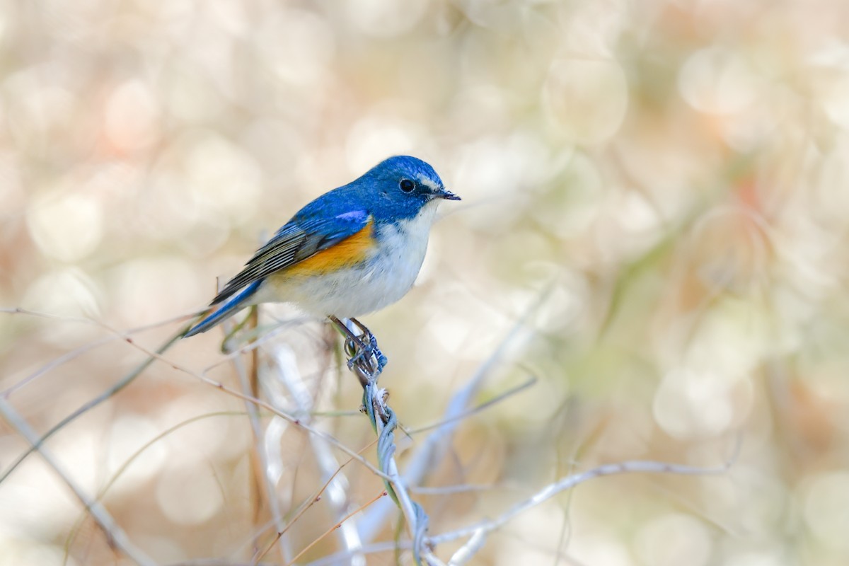 Red-flanked Bluetail - ML641151262