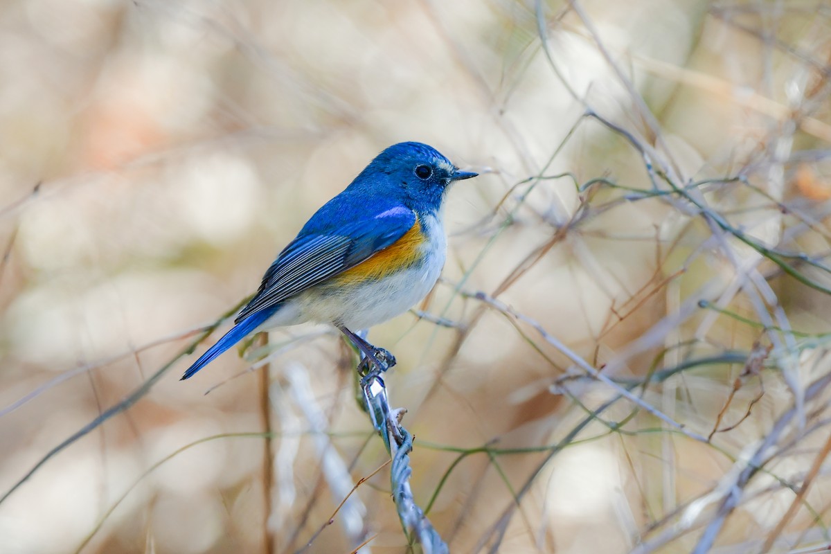 Red-flanked Bluetail - ML641151263