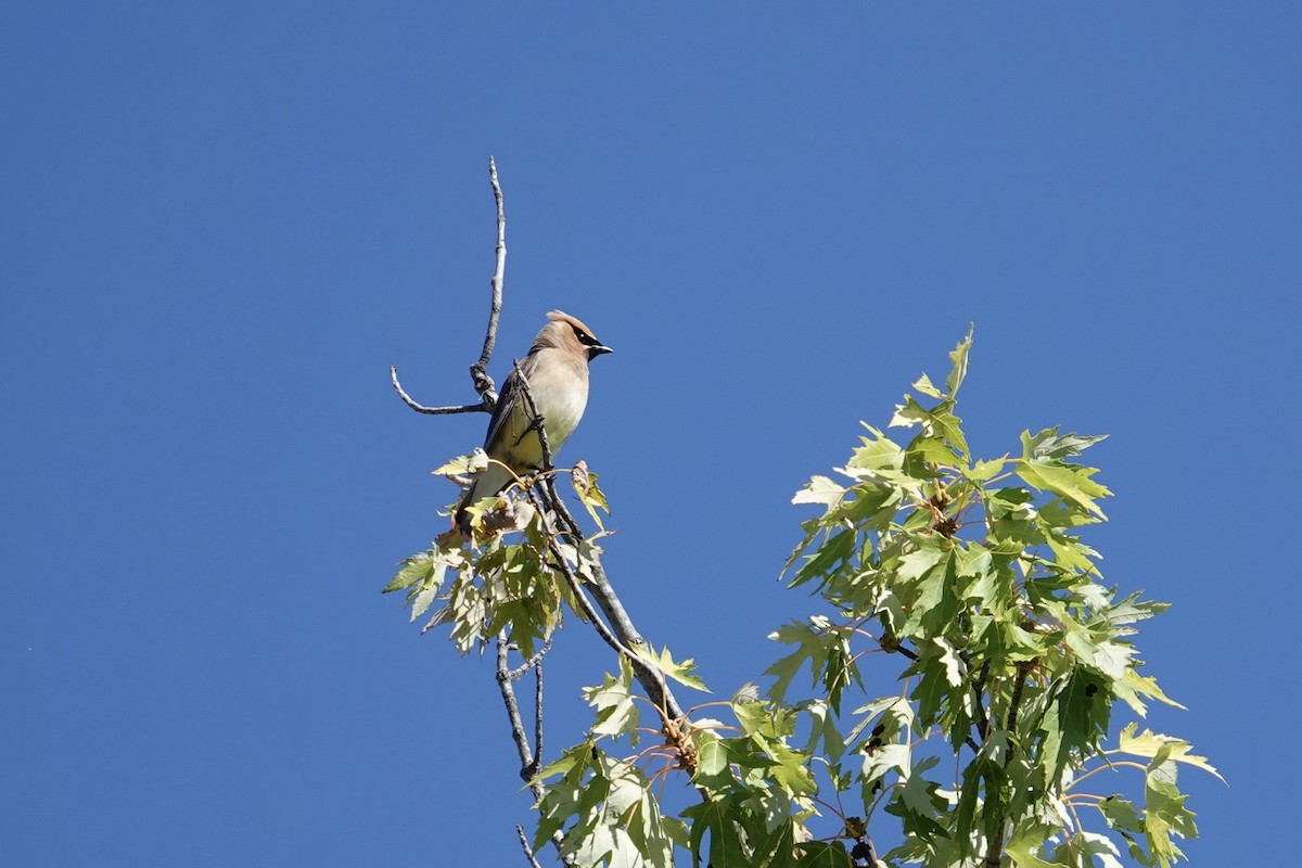 Cedar Waxwing - ML641151265