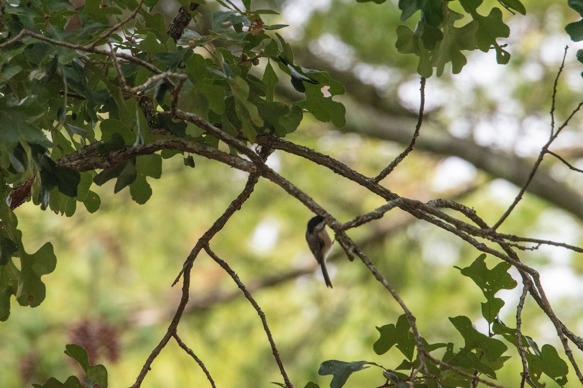 Carolina Chickadee - ML641151268