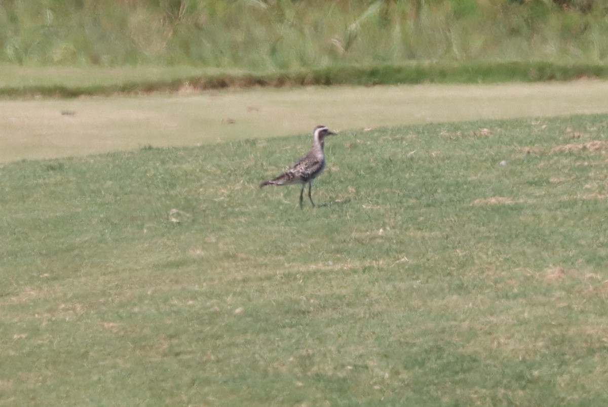 American Golden-Plover - ML641151269