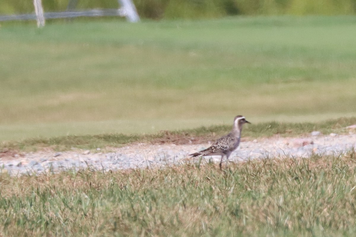 American Golden-Plover - ML641151270