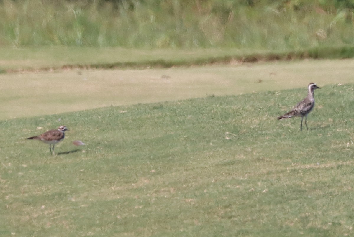 American Golden-Plover - ML641151271
