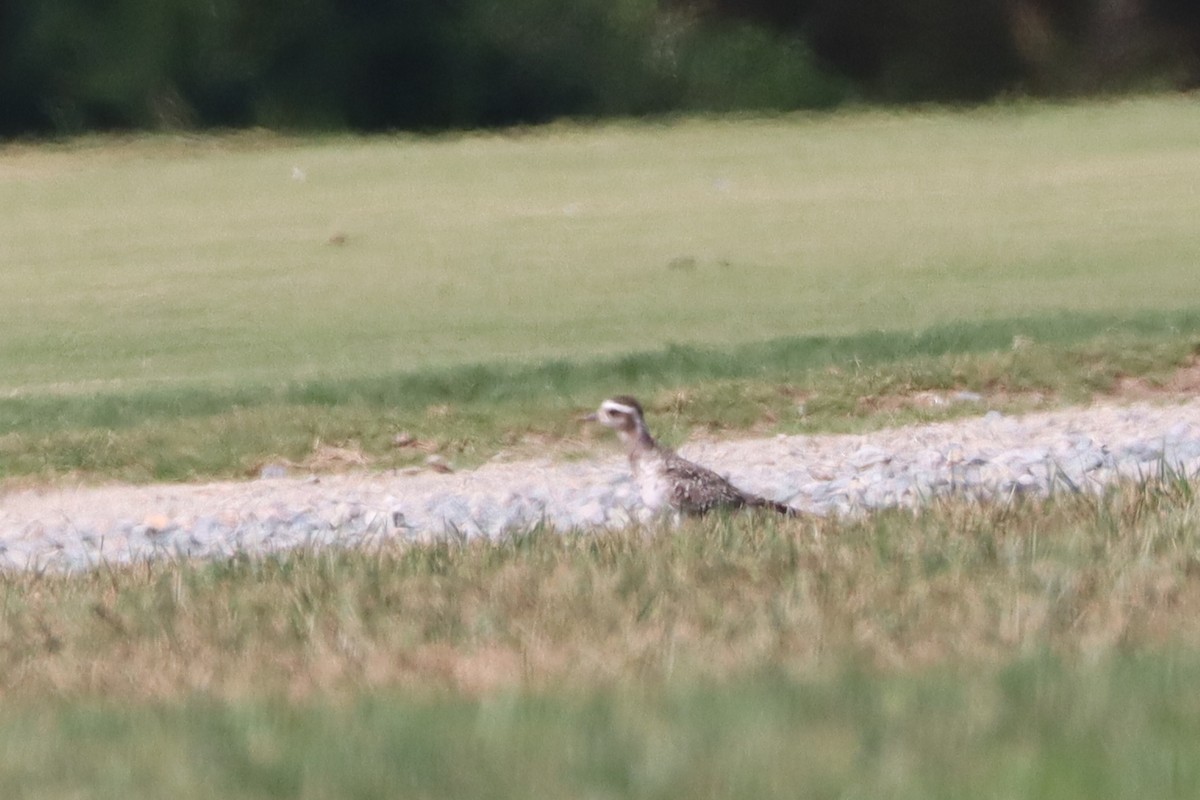 American Golden-Plover - ML641151272