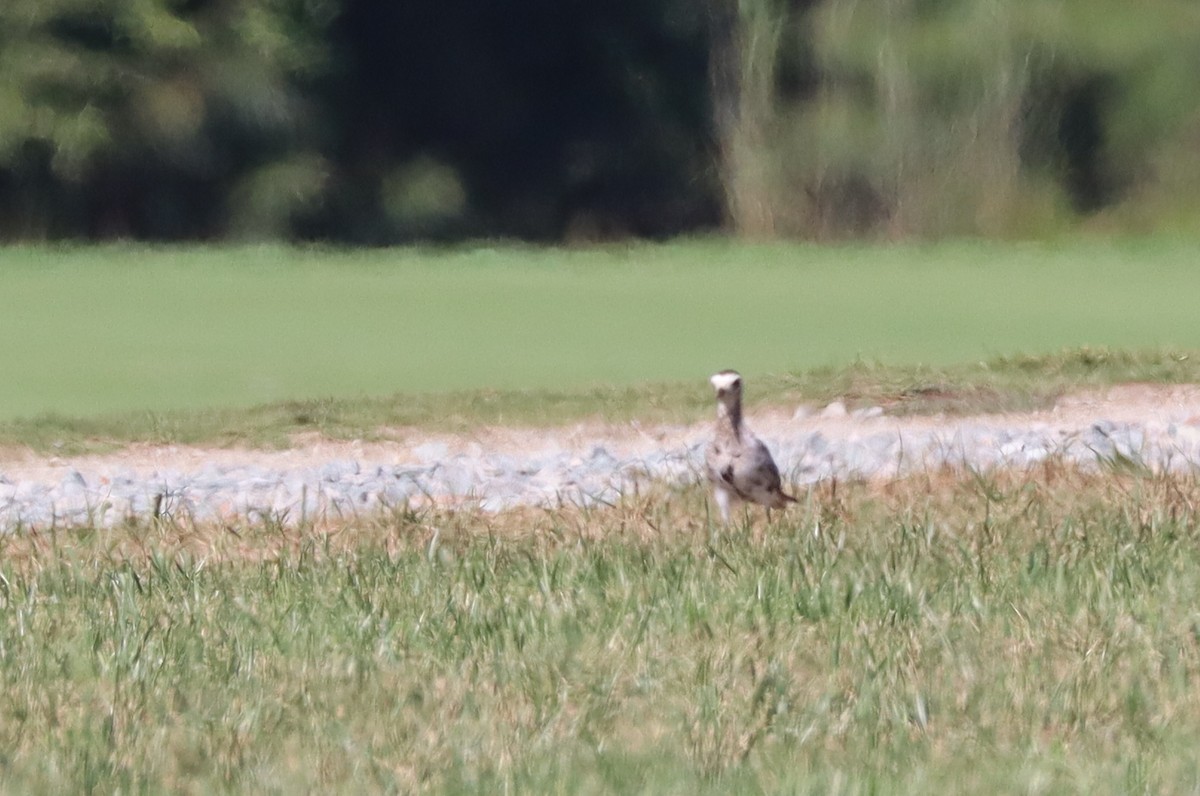 American Golden-Plover - ML641151273