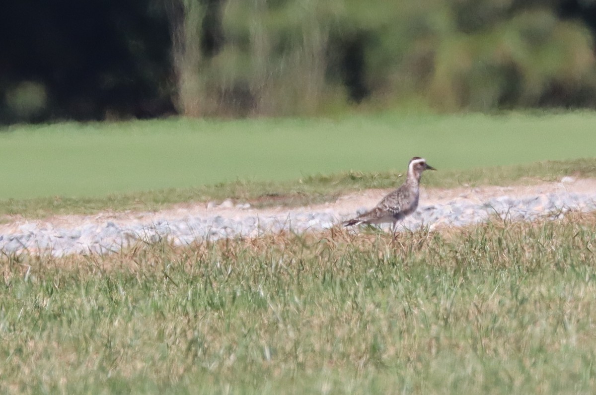 American Golden-Plover - ML641151274