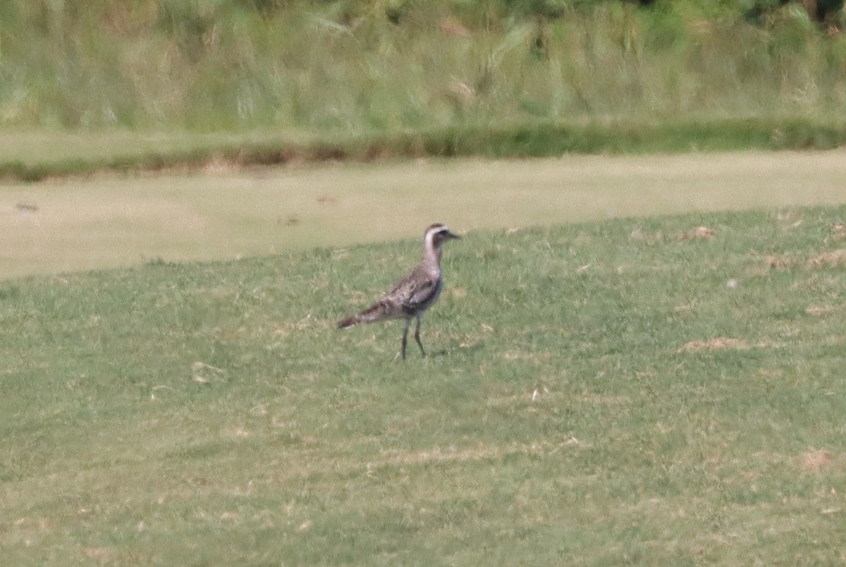 American Golden-Plover - ML641151275