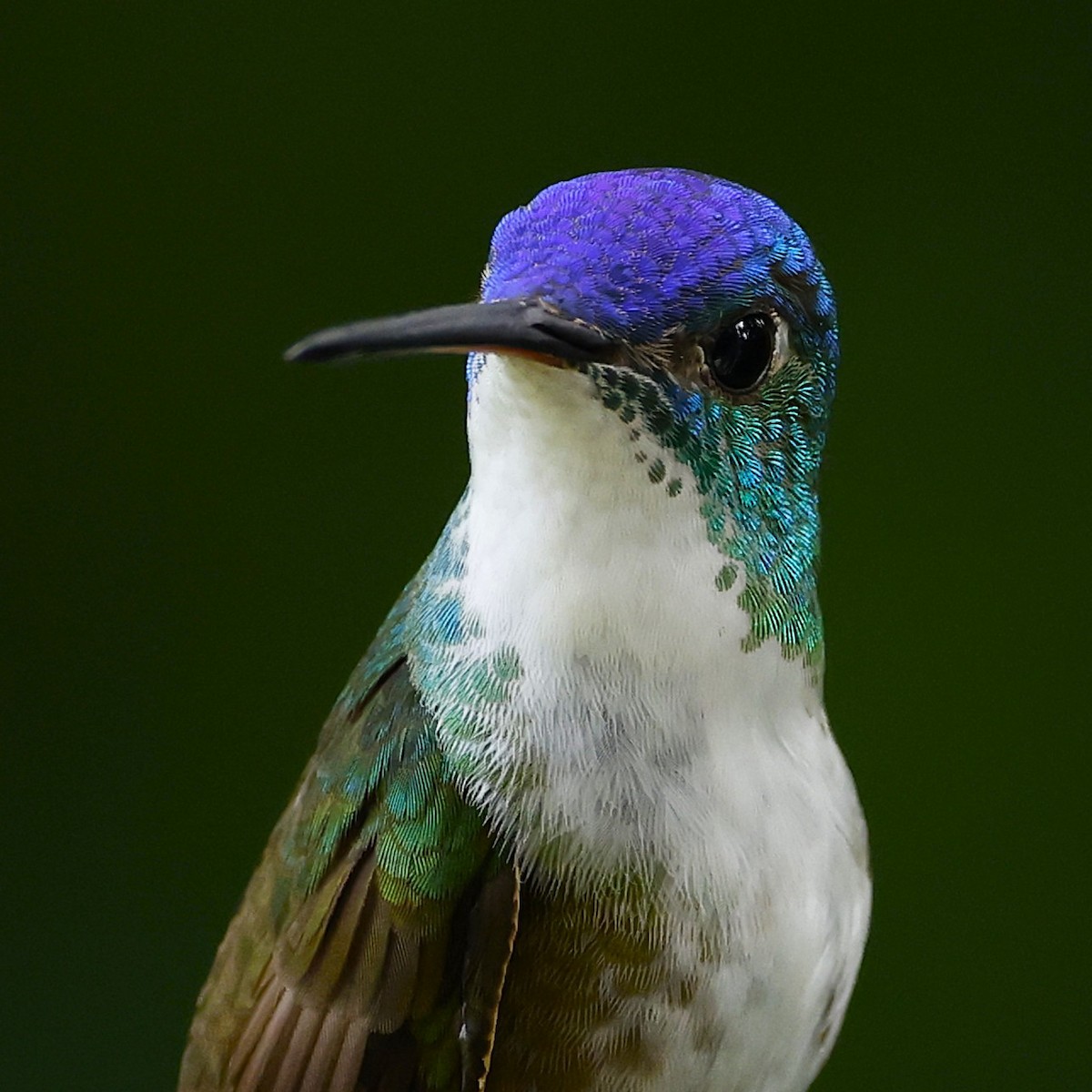 Azure-crowned Hummingbird (Azure-crowned) - ML641151280