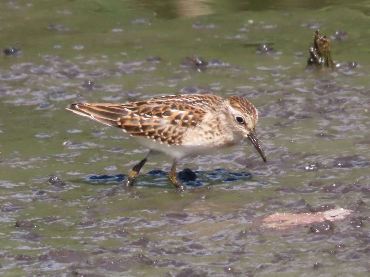 Least Sandpiper - ML641151281