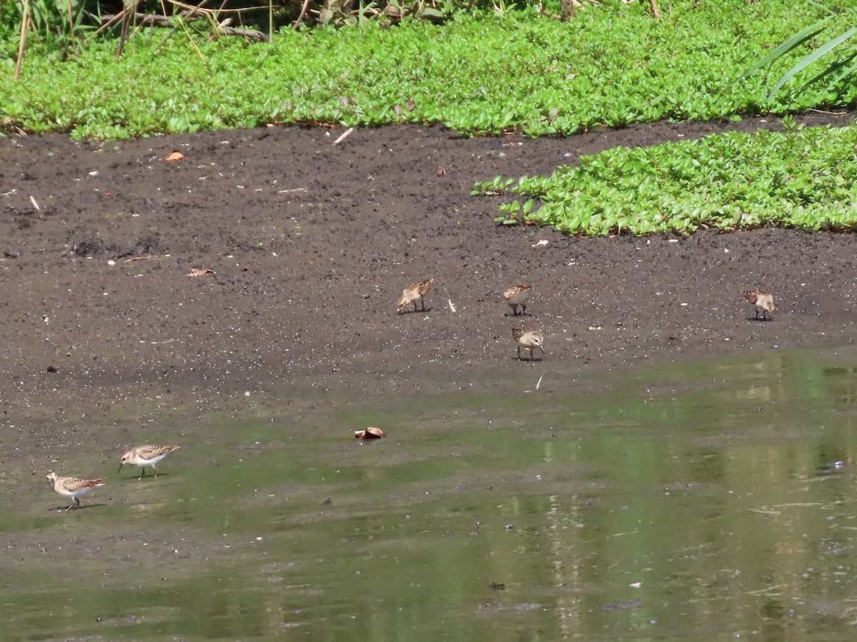 Least Sandpiper - ML641151282
