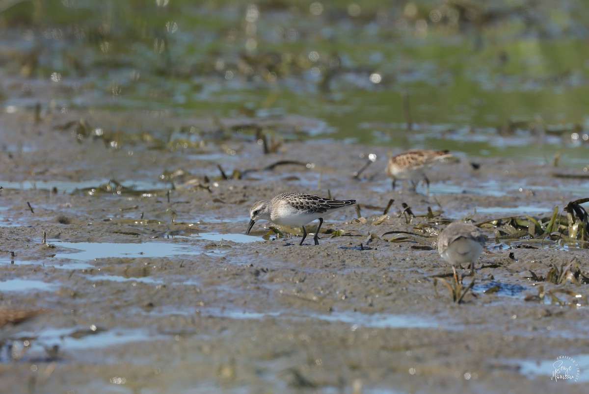 White-rumped Sandpiper - ML641151283