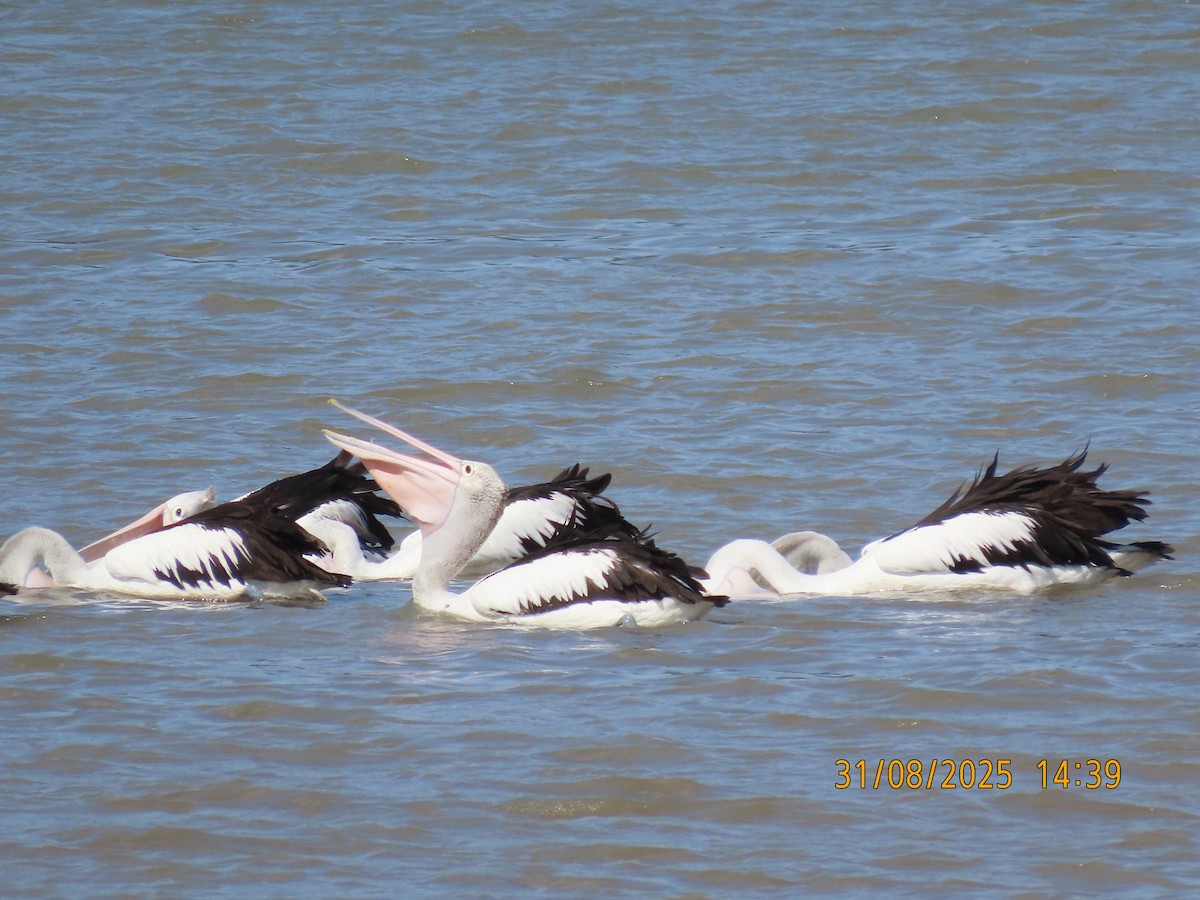 Australian Pelican - ML641151284
