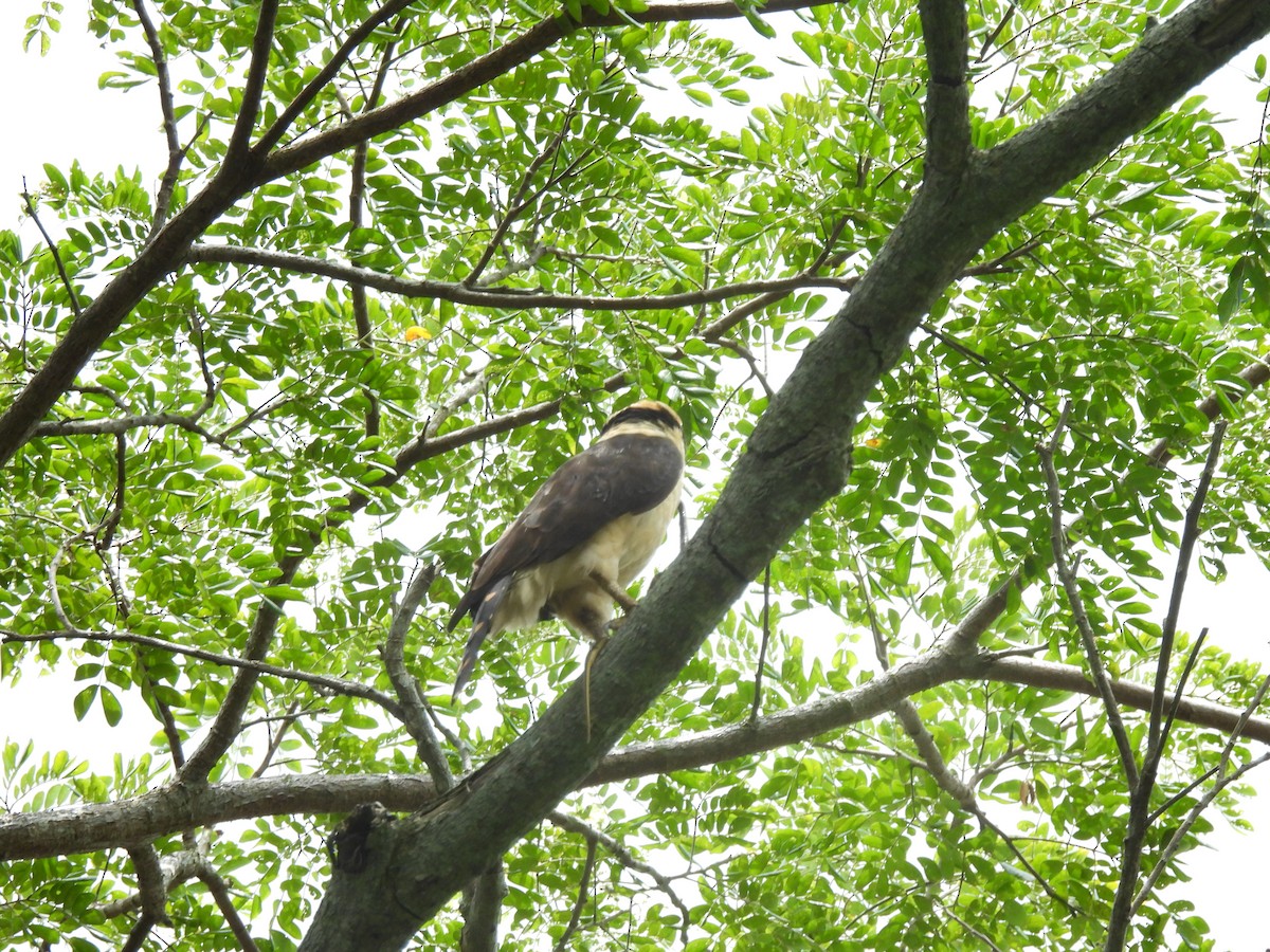Laughing Falcon - ML641151286