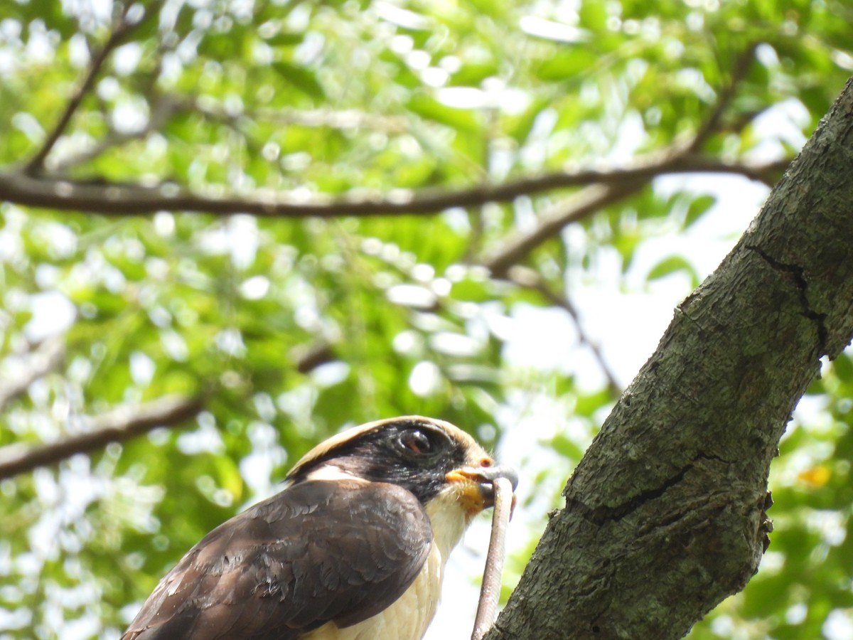 Laughing Falcon - ML641151287