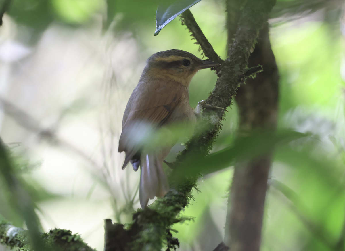 Ochre-breasted Foliage-gleaner - ML641151288