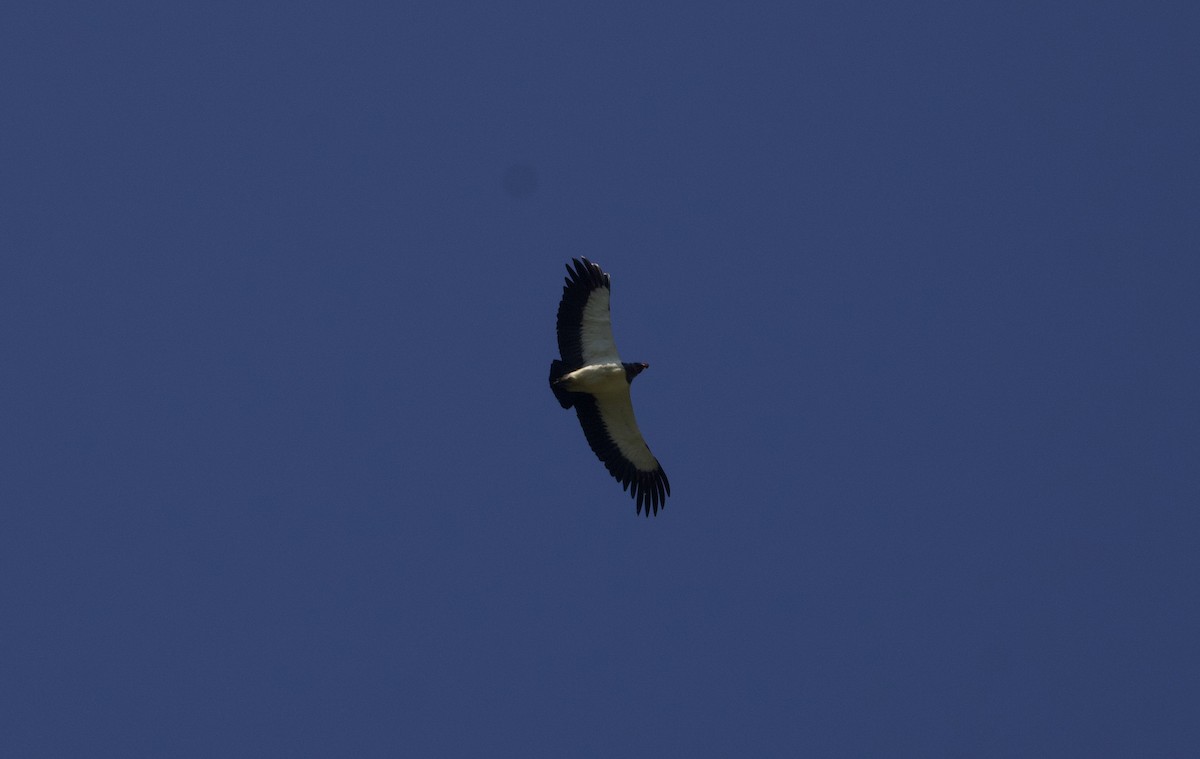 King Vulture - ML641151289