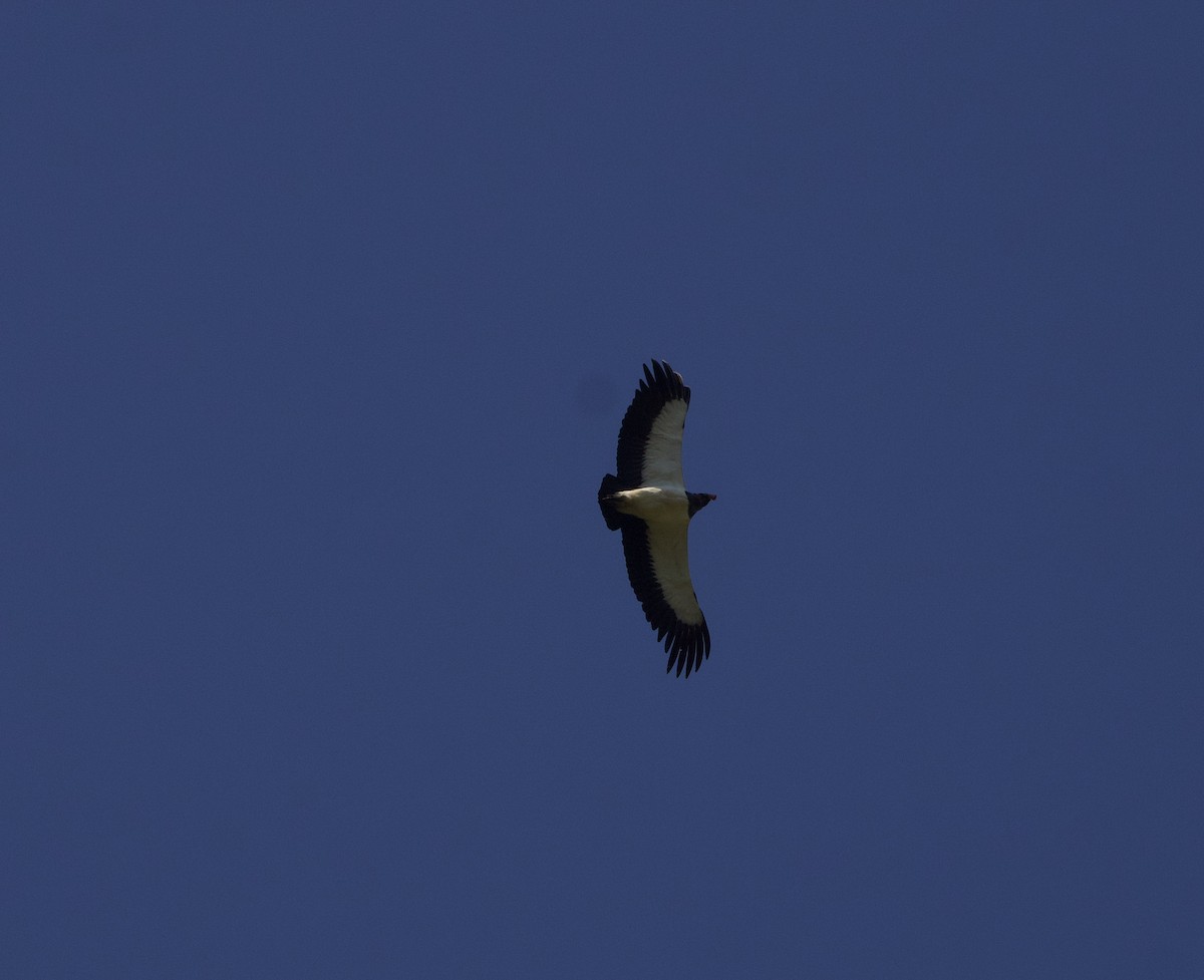 King Vulture - ML641151290