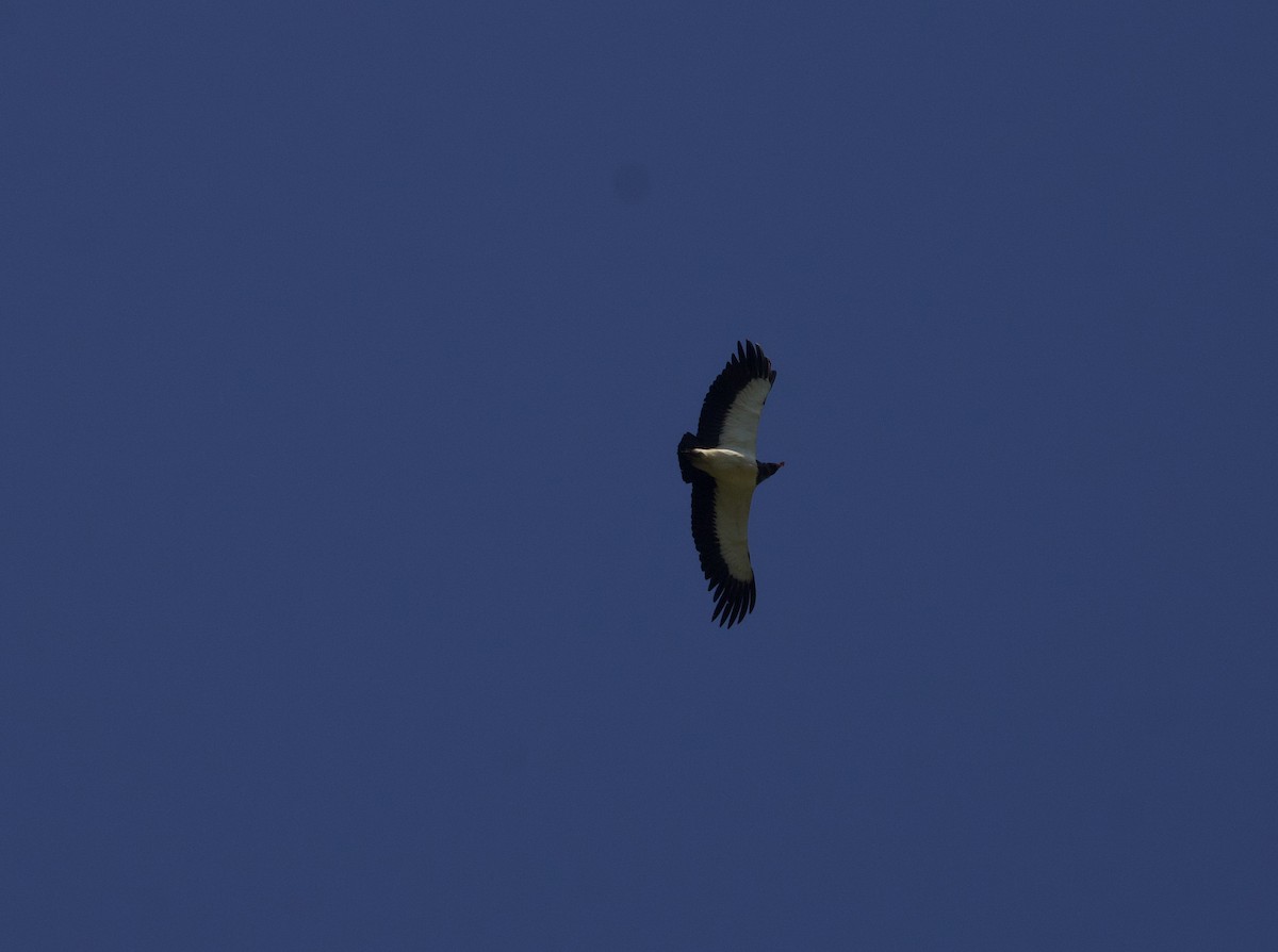 King Vulture - ML641151292