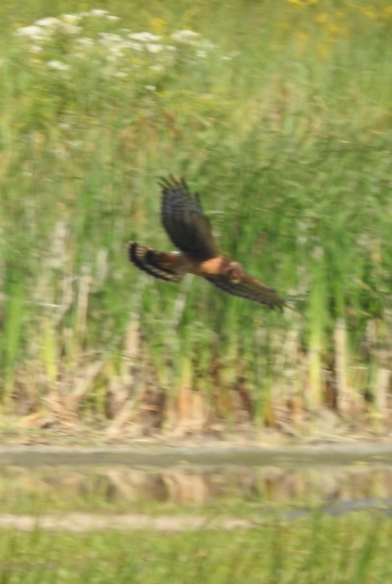 Northern Harrier - ML641151295