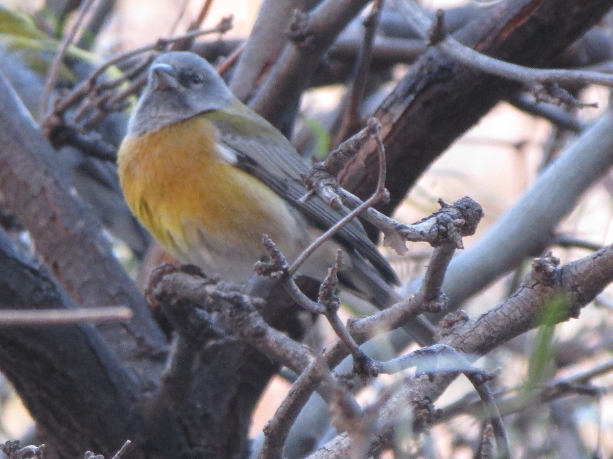 Gray-hooded Sierra Finch - ML641151302