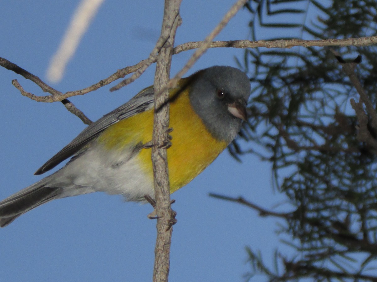 Gray-hooded Sierra Finch - ML641151303