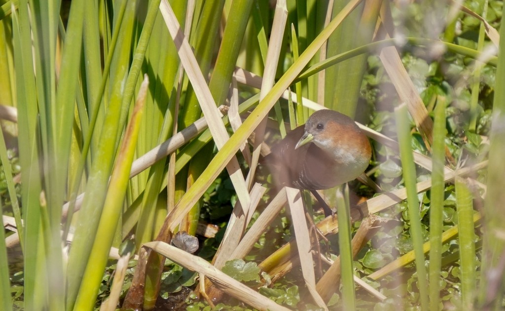 Rufous-sided Crake - ML641151309