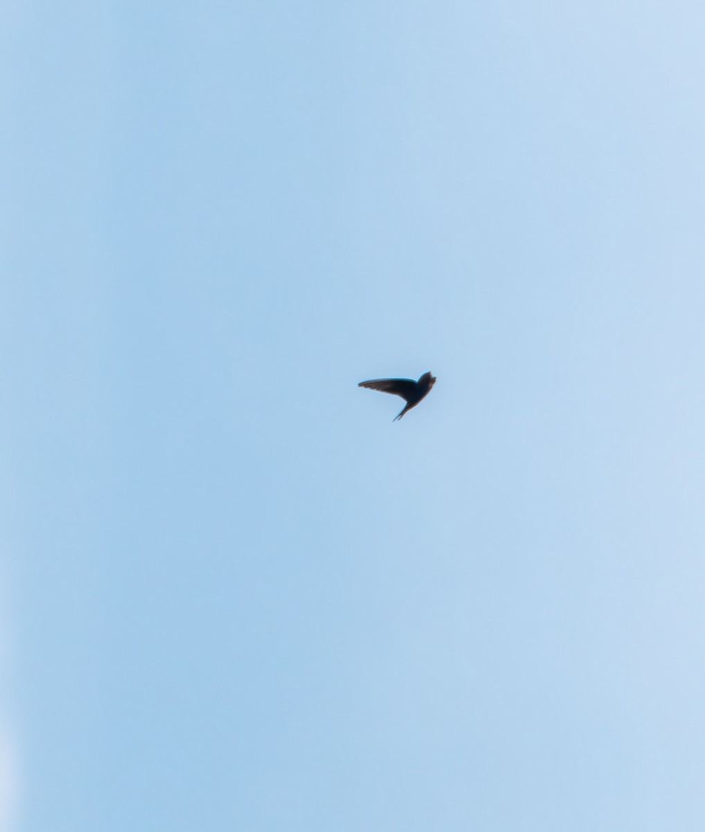 Tree Swallow - ML641151320