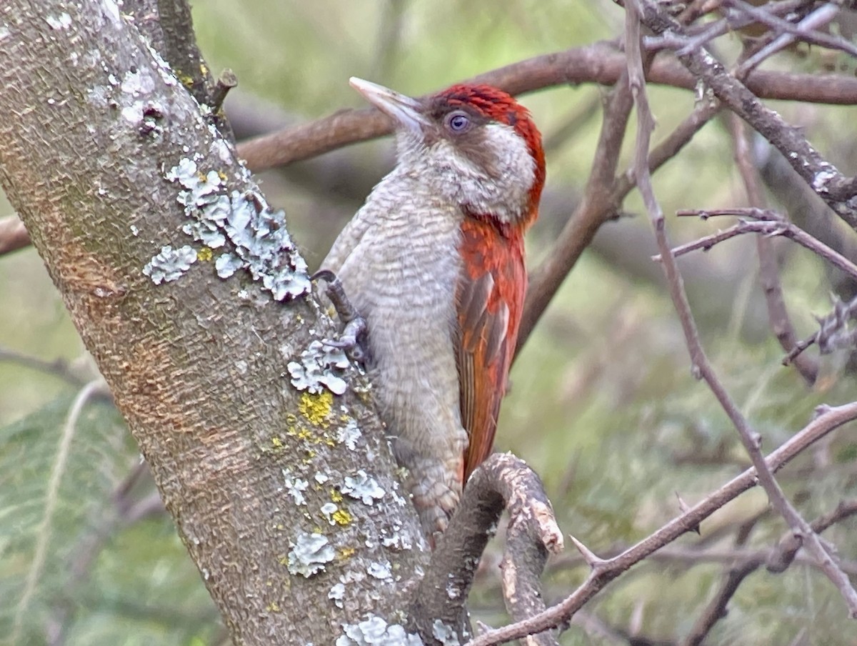 Scarlet-backed Woodpecker - ML641151328