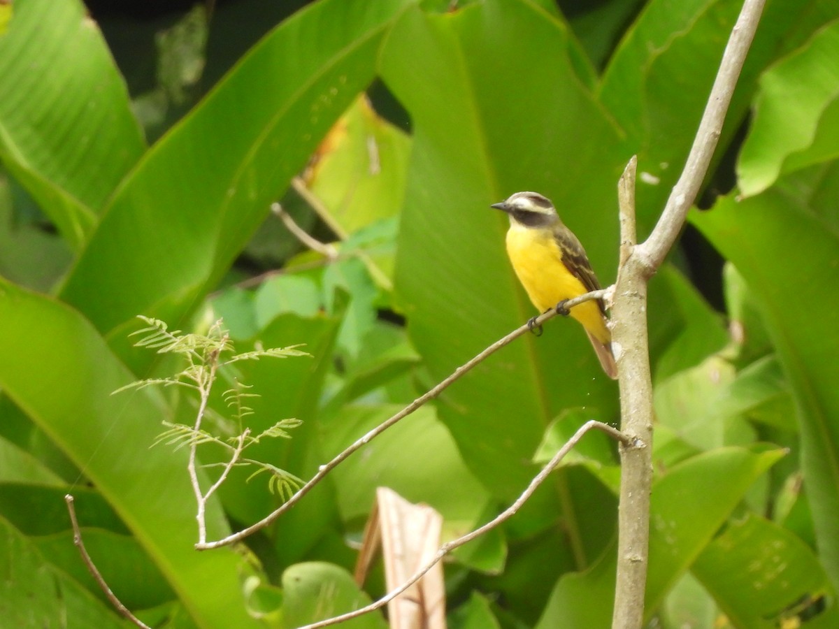Lesser Kiskadee - ML641151341