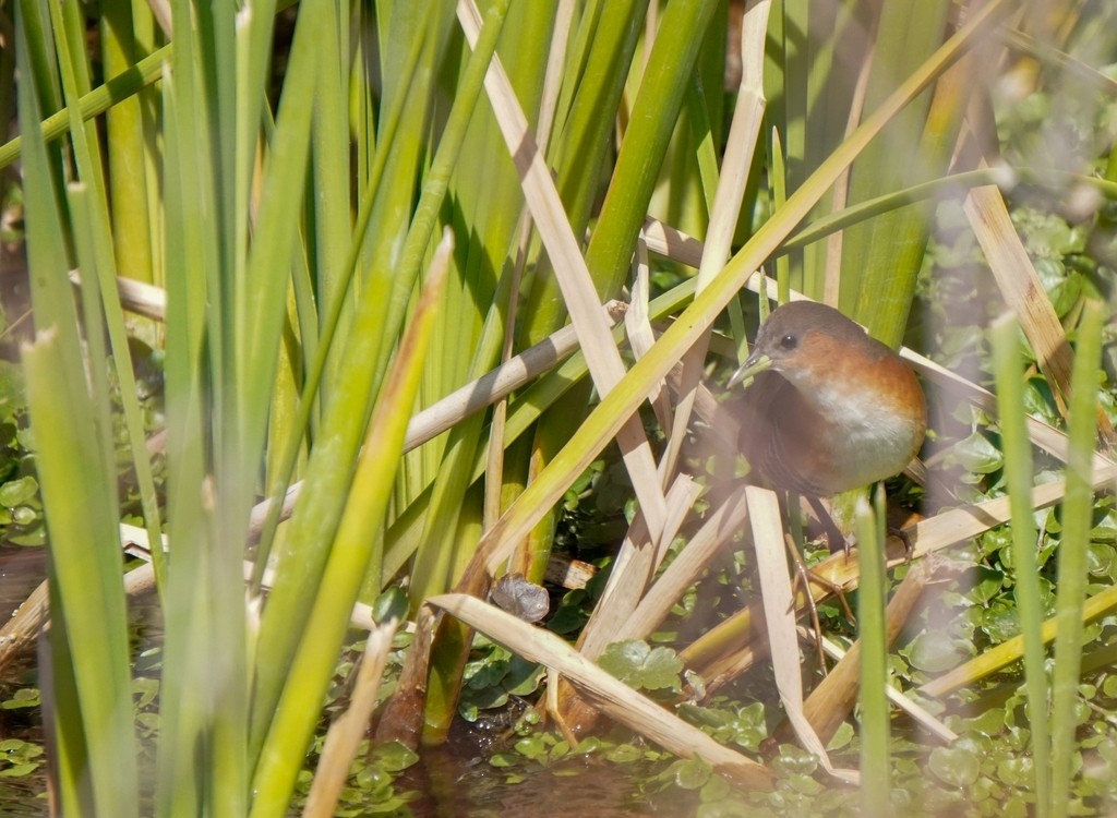 Rufous-sided Crake - ML641151351
