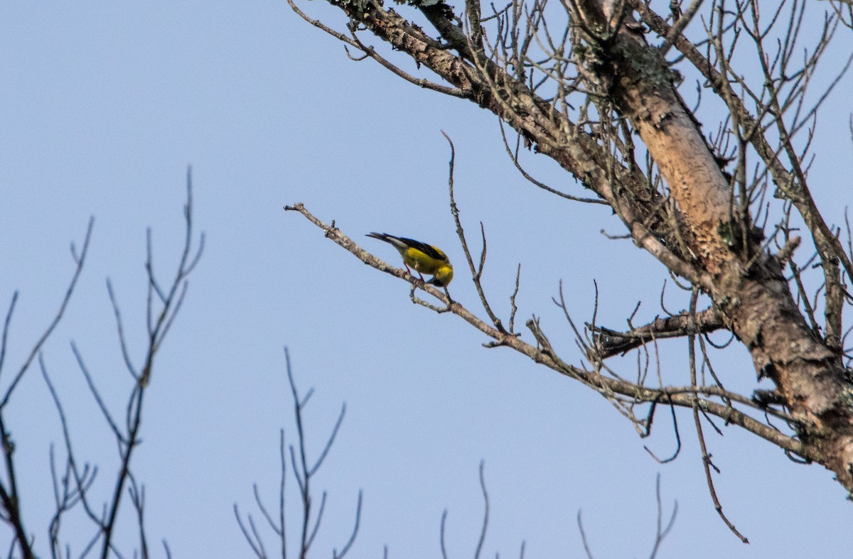 American Goldfinch - ML641151373