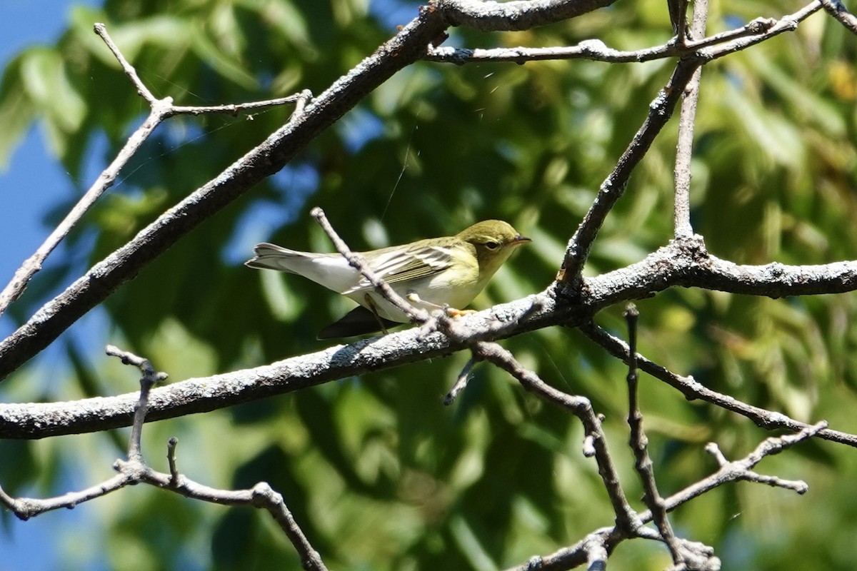svarthetteparula - ML641151379