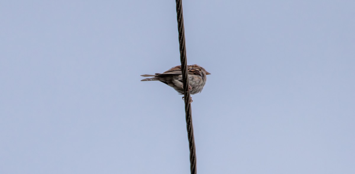 Chipping Sparrow - ML641151384